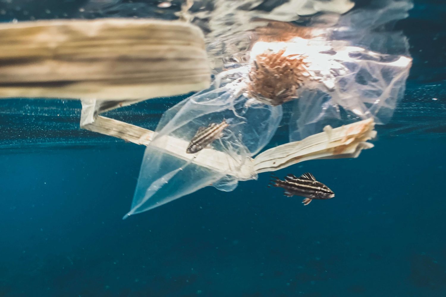 plastic pollution in the ocean