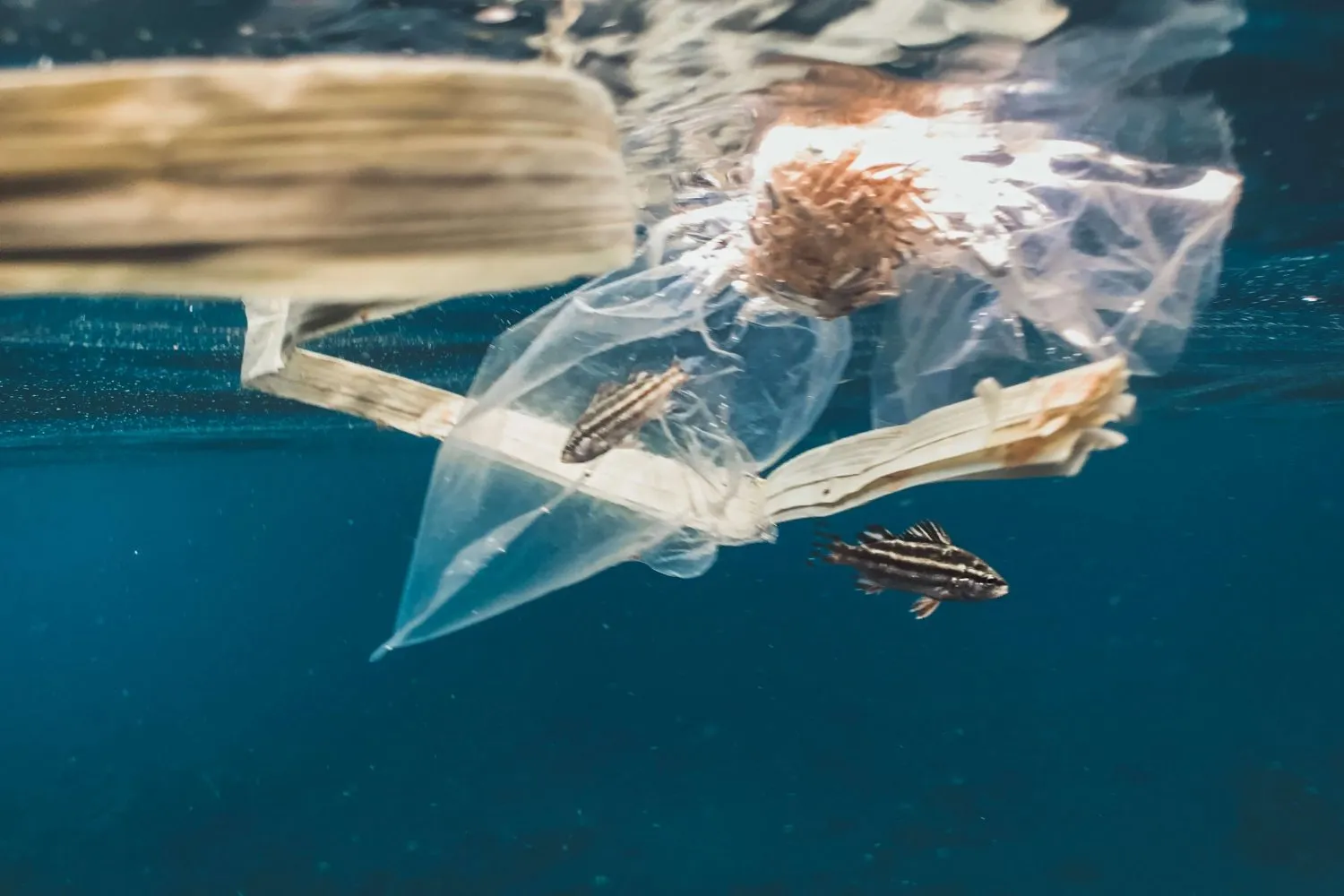 plastic pollution in the ocean