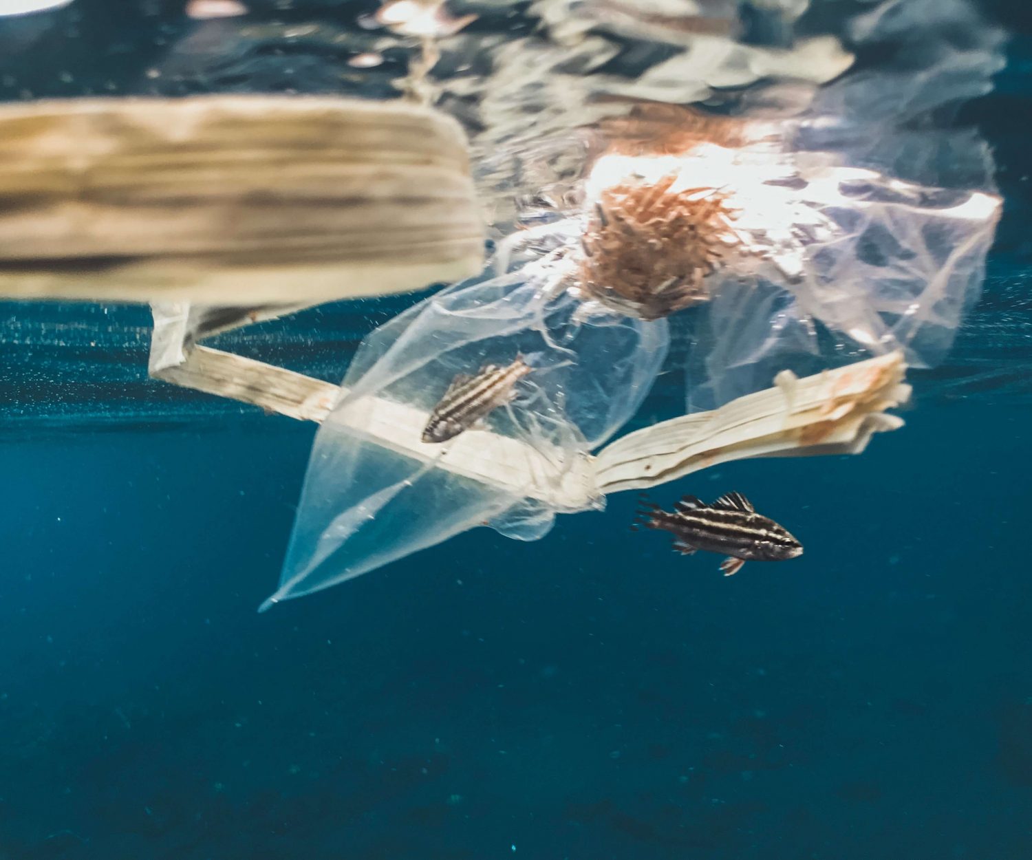 plastic pollution in the ocean