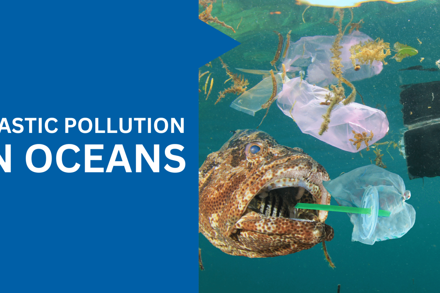 What Are The Causes of Plastic Pollution in the Ocean?