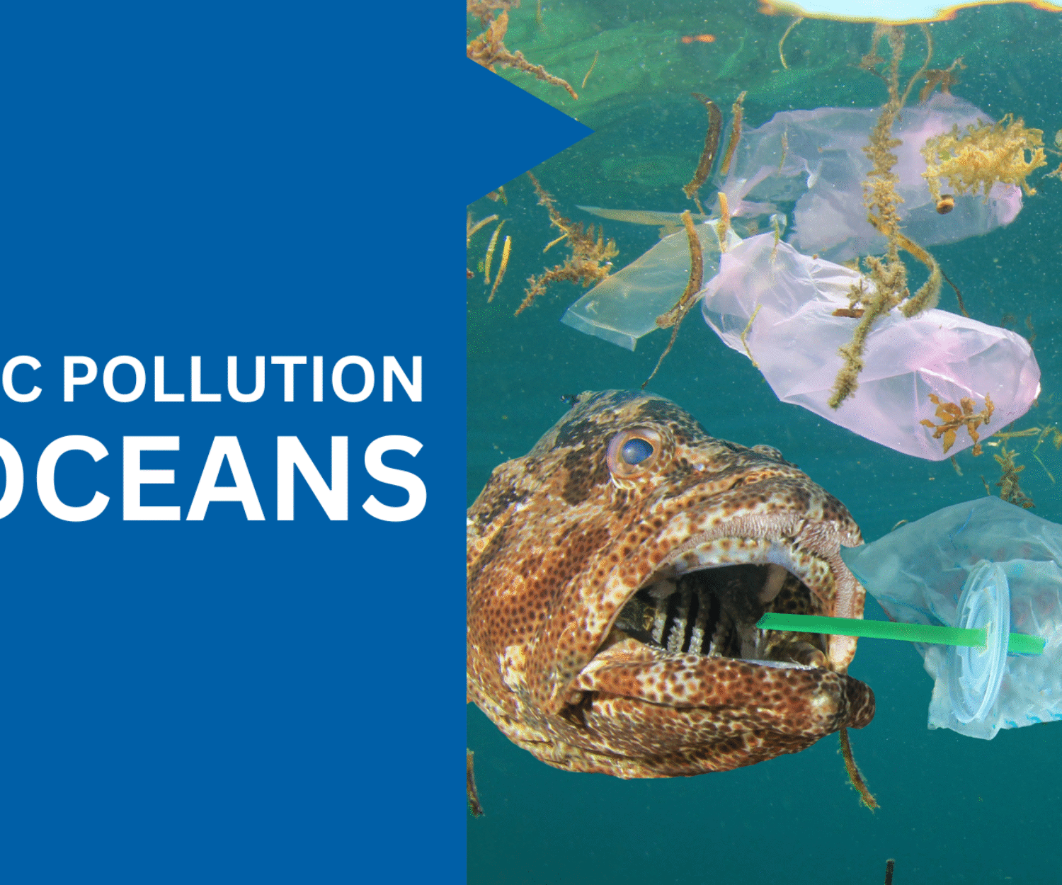 What Are The Causes of Plastic Pollution in the Ocean?