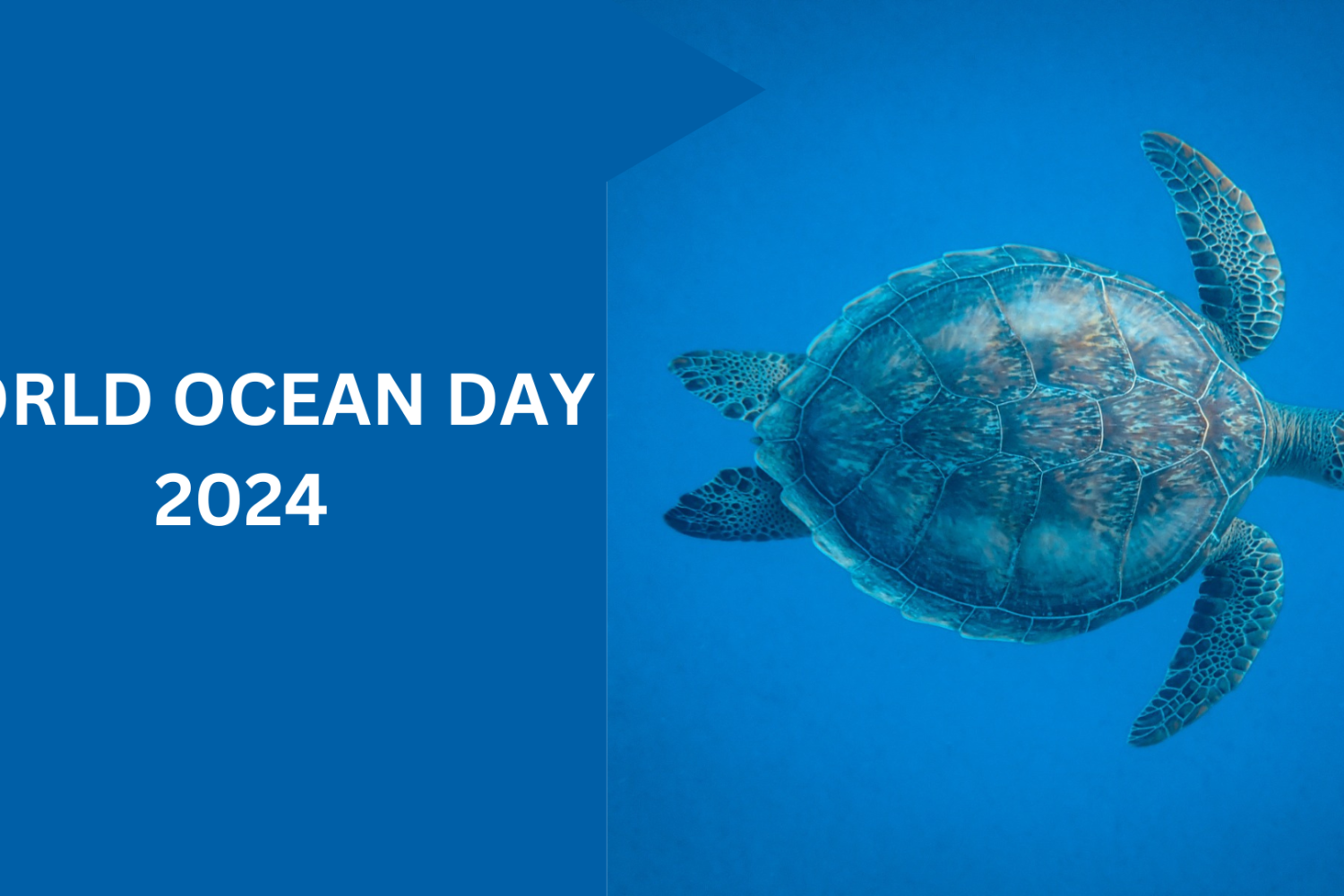 World Ocean Day 2024