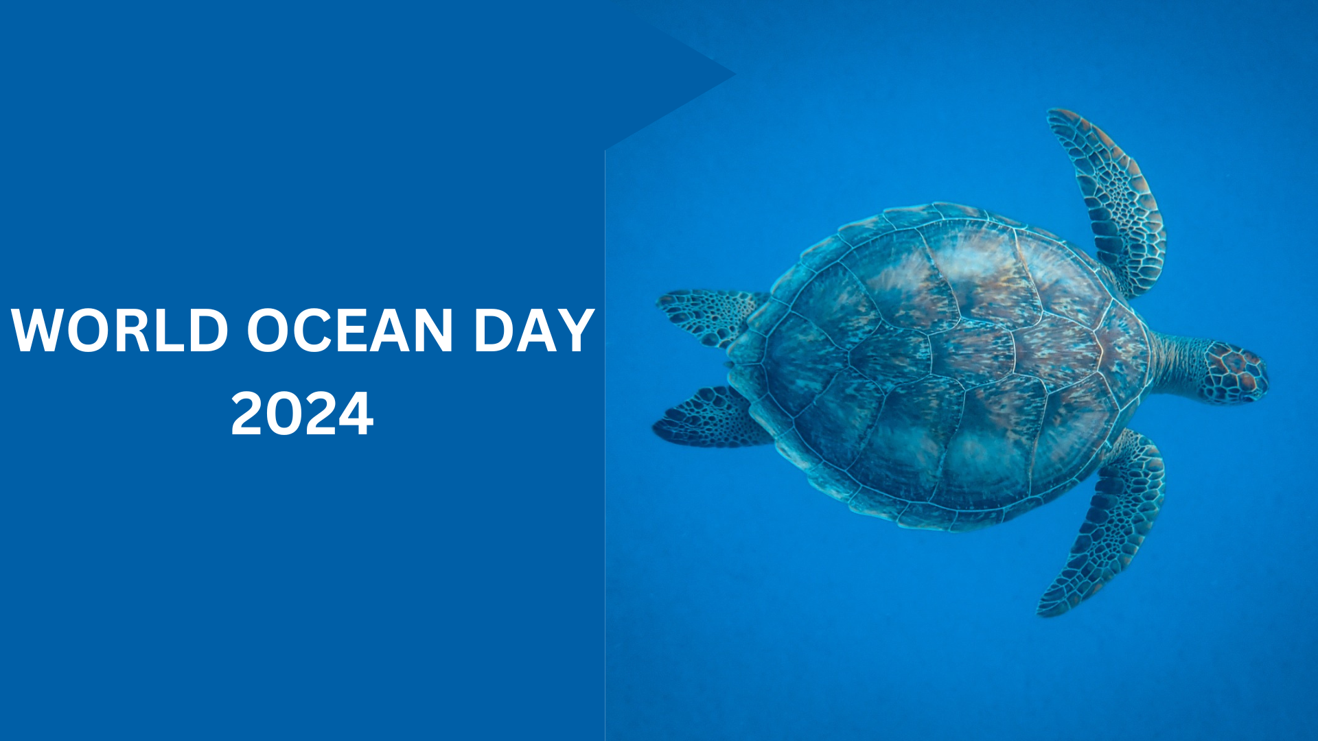 World Ocean Day 2024